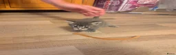 Maine Coon cats for sale: Mainecoon x kittens  in Barnstaple - Advert 17