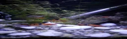 Swordtails fish for sale: Swordtail tropical  fish in Dover - Advert 2