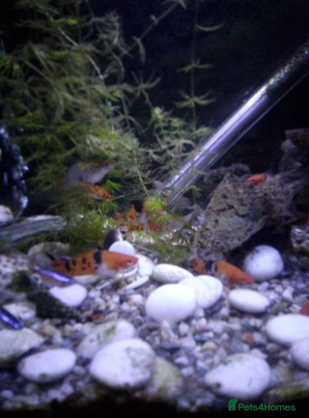 Swordtails fish for sale: Swordtail tropical  fish in Dover - Advert 2
