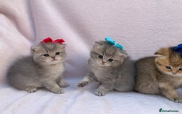 British Shorthair cats for sale: 💕Pedigree GCCF blue golden British shorthair - Image 20
