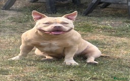 American Bully dogs for sale: Female pocket bully  - Image 5