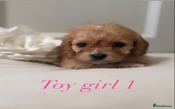 Cavapoo dogs for sale: 8 F1 dna health tested Cavapoos  - Image 8