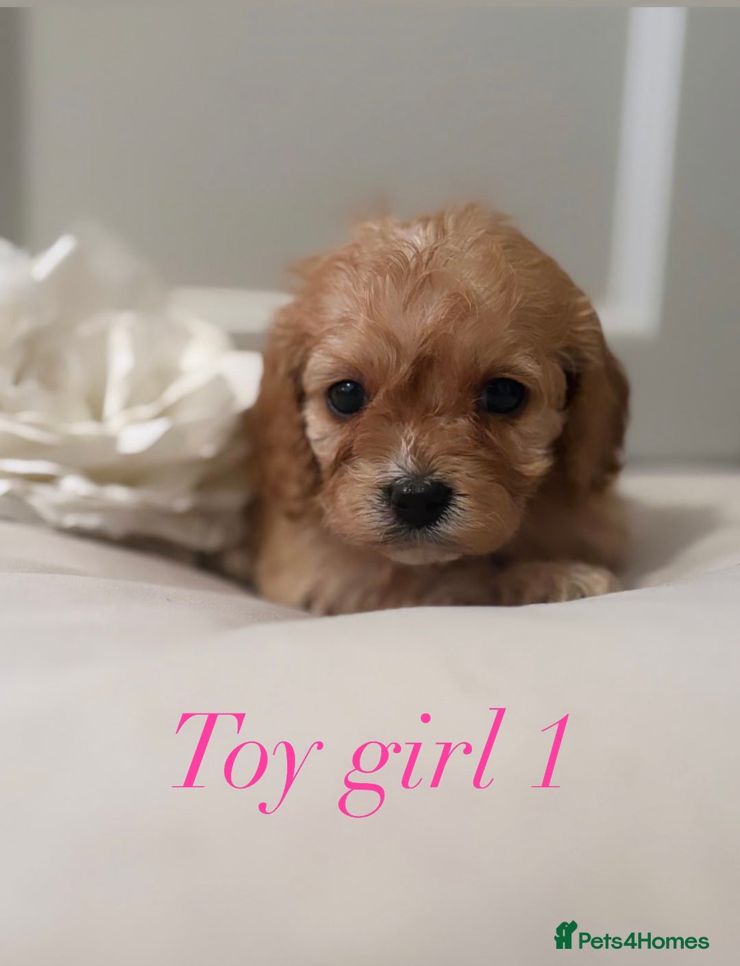 Cavapoo dogs for sale: 8 F1 dna health tested Cavapoos  - Image 8