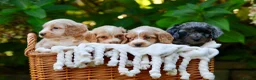 Cockapoo dogs for sale: 7 Beautiful F1 Cockapoo’s  - Advert 5