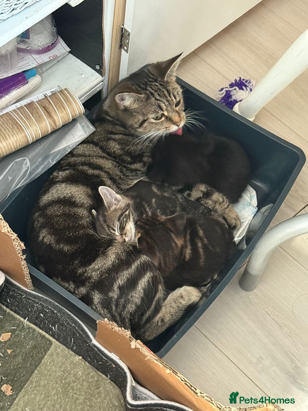 Mixed Breed cats for sale: Ch417dp  - Image 3