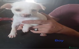 Mixed Breed dogs for sale: 3 adorable mixed breed puppies - Image 3
