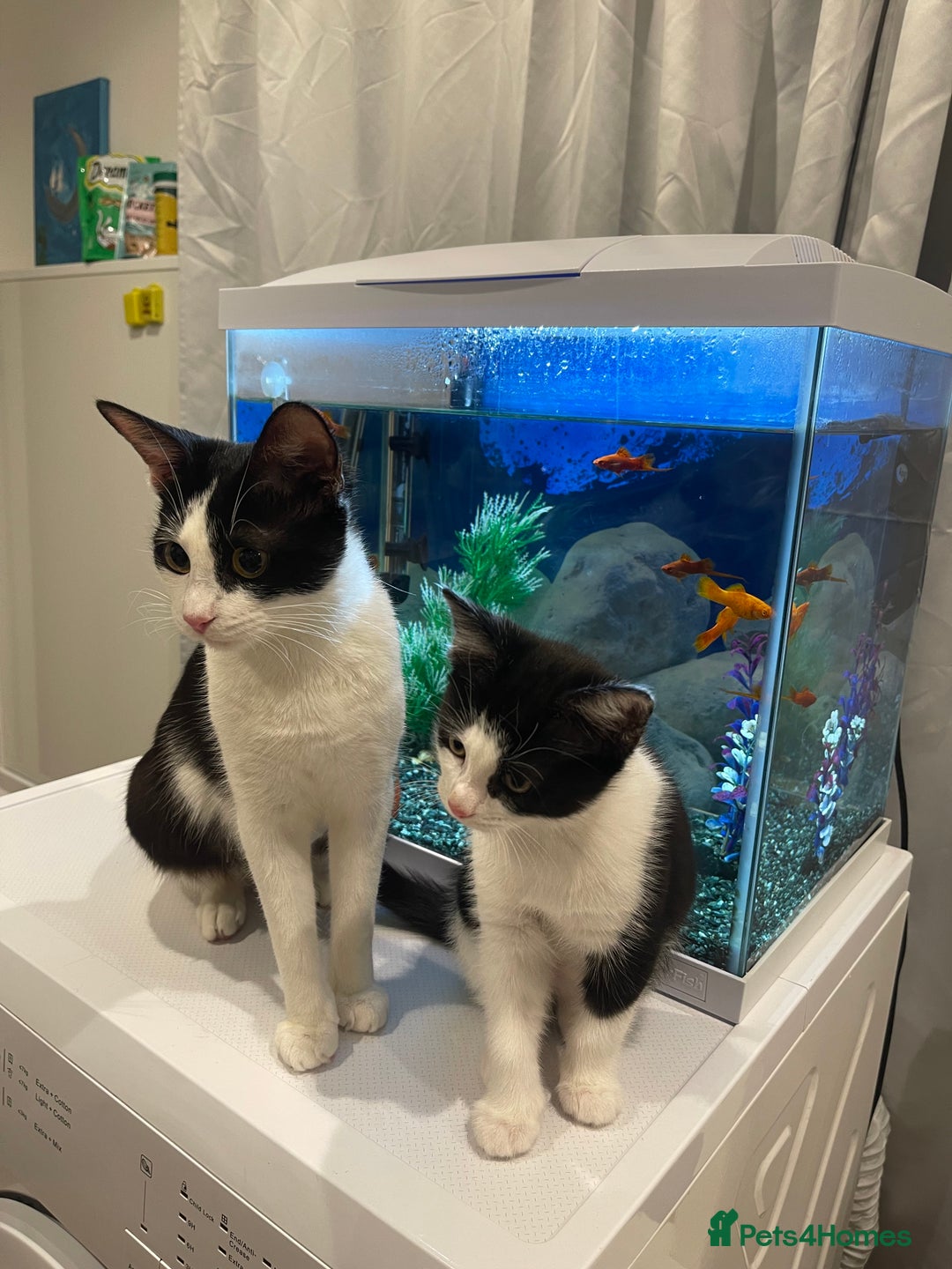 Mixed Breed cats for sale: 5 little kittens trained  - Advert 8