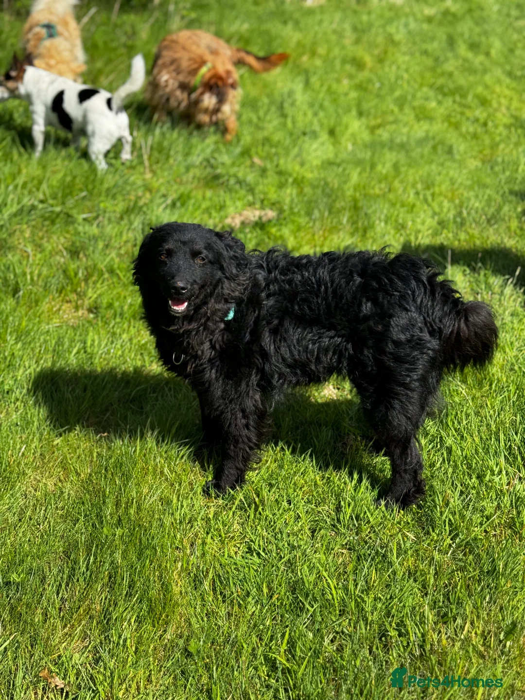 Mixed Breed dogs for adoption: Sweet Diana looking for a home in Salisbury - Advert 16