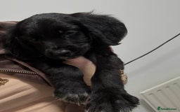 Cocker Spaniel dogs for sale: cocker spaniel  - Image 6