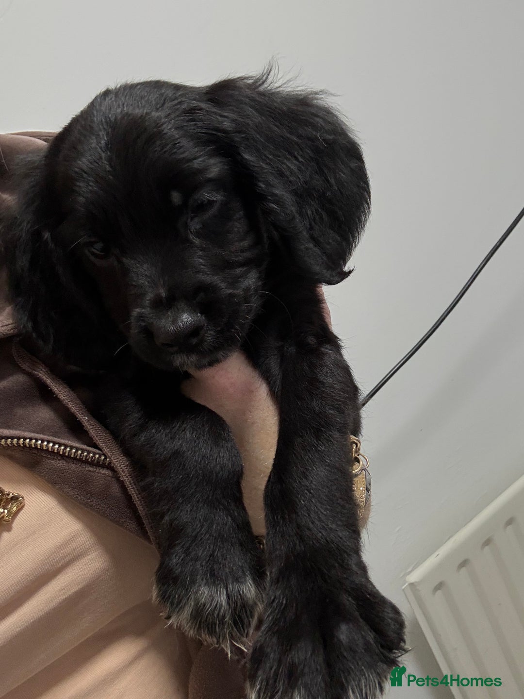 Cocker Spaniel dogs for sale: cocker spaniel  - Image 6
