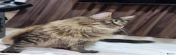 Maine Coon cats for sale: Majestic Maine Coon  - Advert 7
