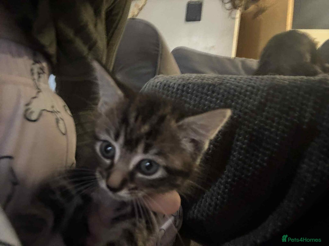 Mixed Breed cats for sale: 5 kitterns  - Image 4