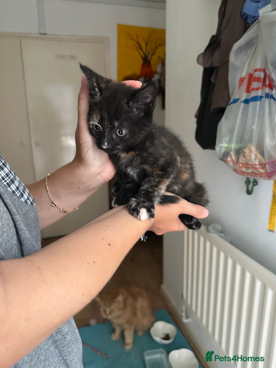 Mixed Breed cats for sale: 5 Maine Coon cross kittens available💞 - Image 15