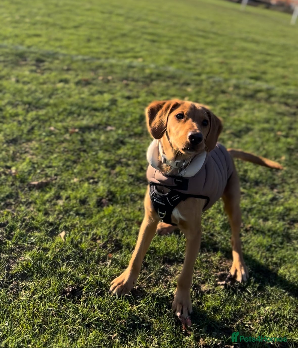 Cockerdor dogs Lab/Spaniel puppy - Advert 1