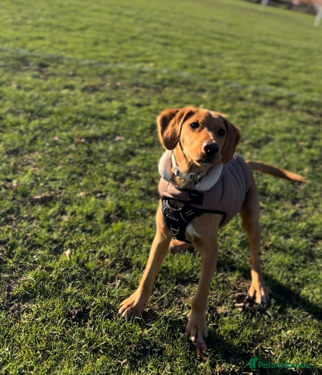 Cockerdor dogs for sale: Lab/Spaniel puppy - Advert 1