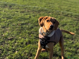 Cockerdor dogs Lab/Spaniel puppy - Advert 2