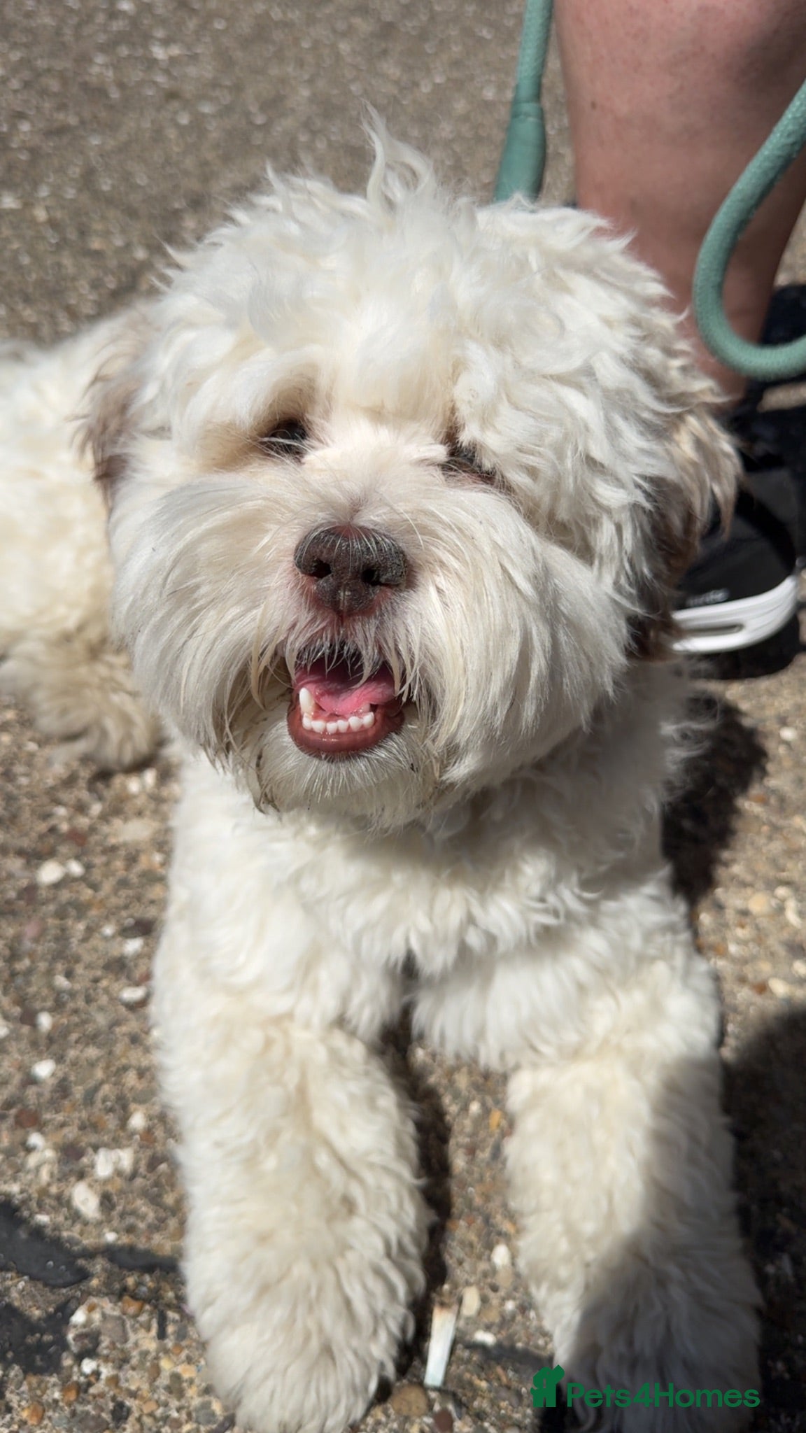Lhasa Apso dogs 1 year old boy for sale  - Advert 1