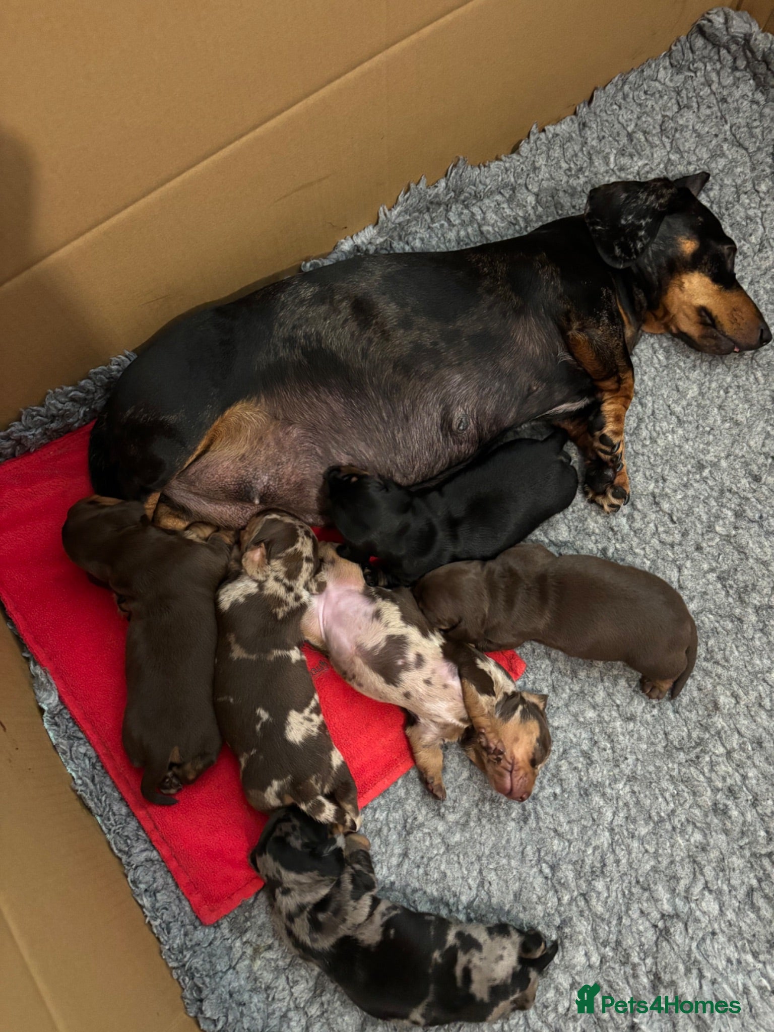 Miniature Dachshund dogs Superb quality KC registered Miniature Dachshunds - Advert 2