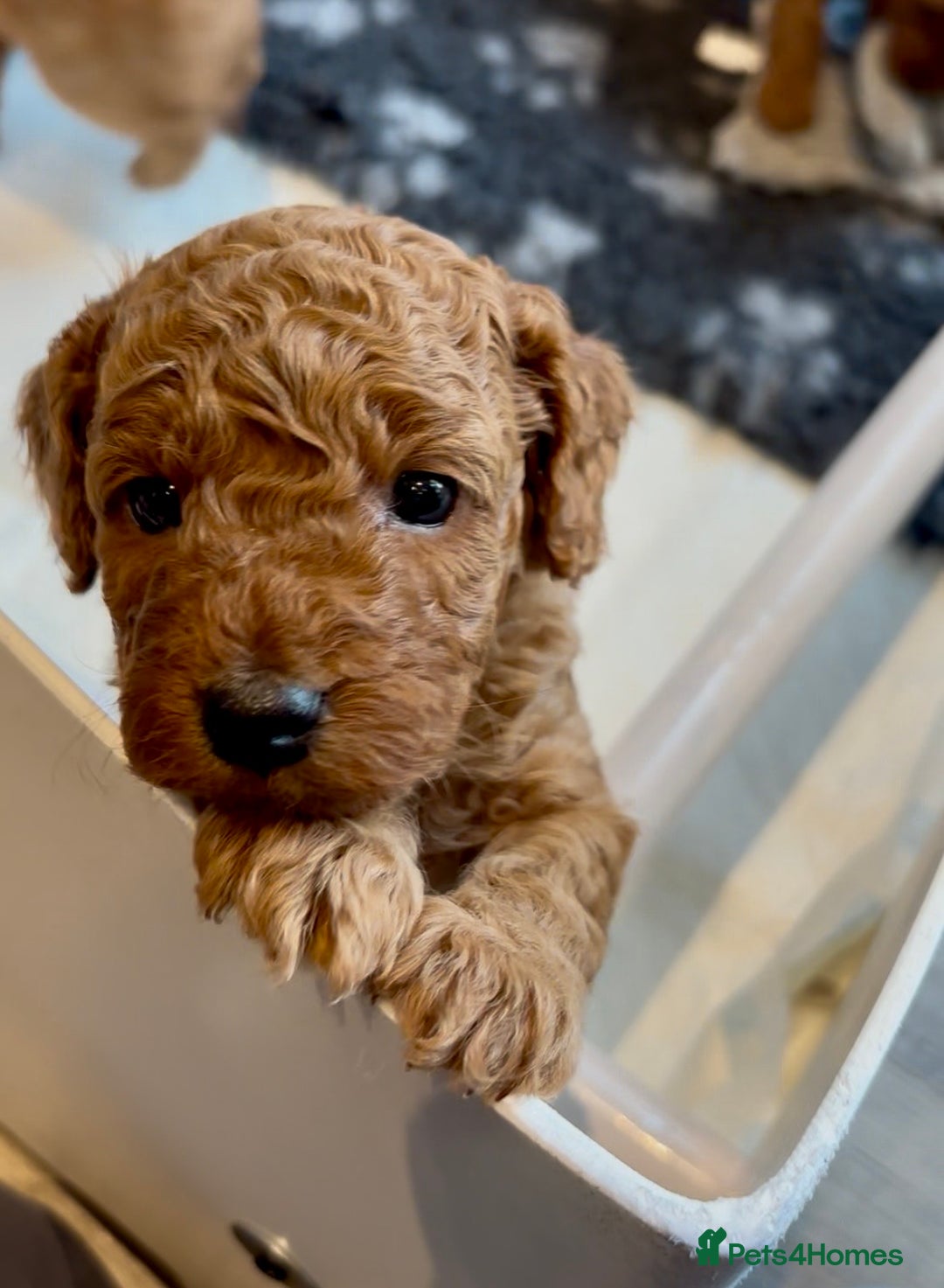Cockapoo dogs for sale: Stunning Fox Red F1B Cockapoos only 1 girls left - Image 36