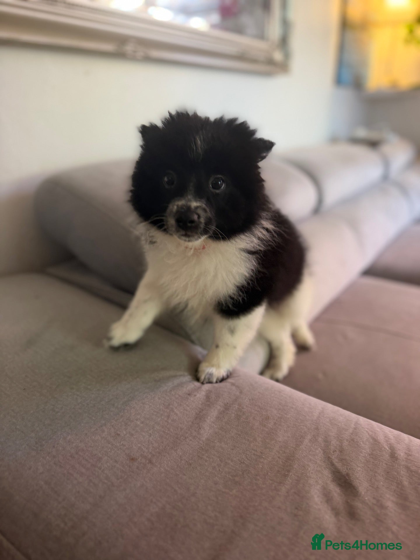 Pomeranian dogs Pomeranian! REDUCED! READY TO LEAVE NOW 😁 - Advert 6