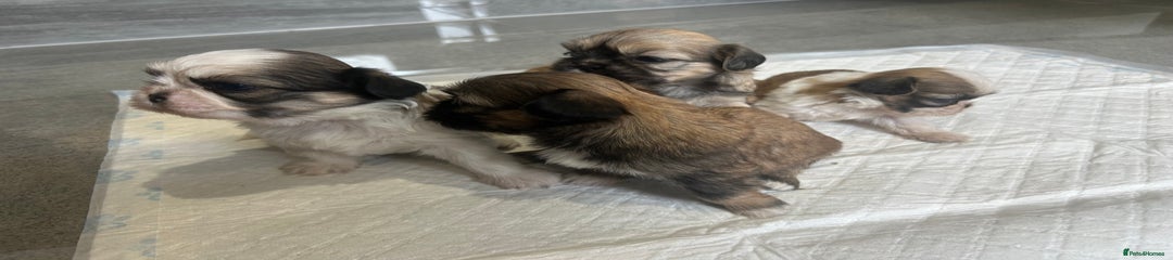 Shih Tzu Puppy 2