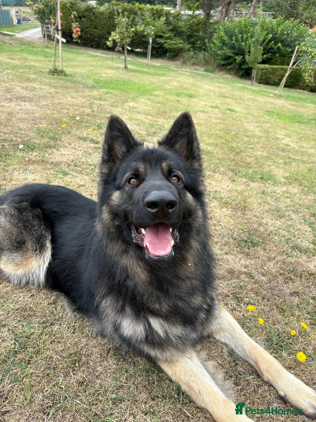 German Shepherd dogs for sale: Desperate for his forever home! - Image 4