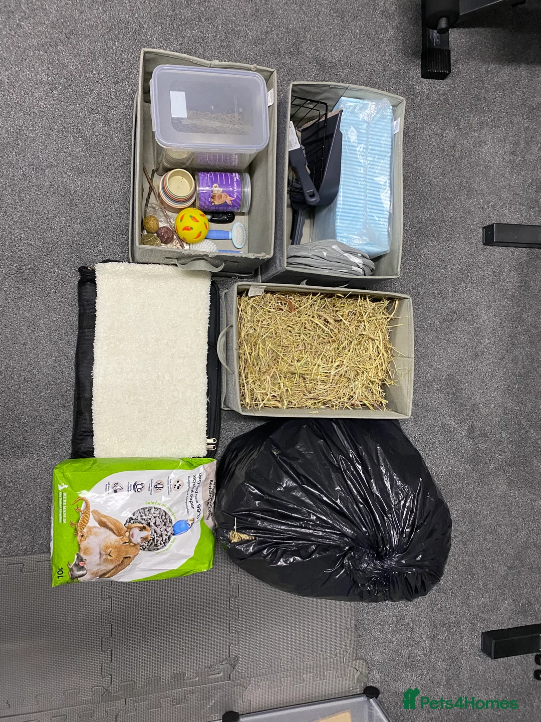 Mini Lop rabbits for sale: Gorgeous male Mini Lop - Advert 4