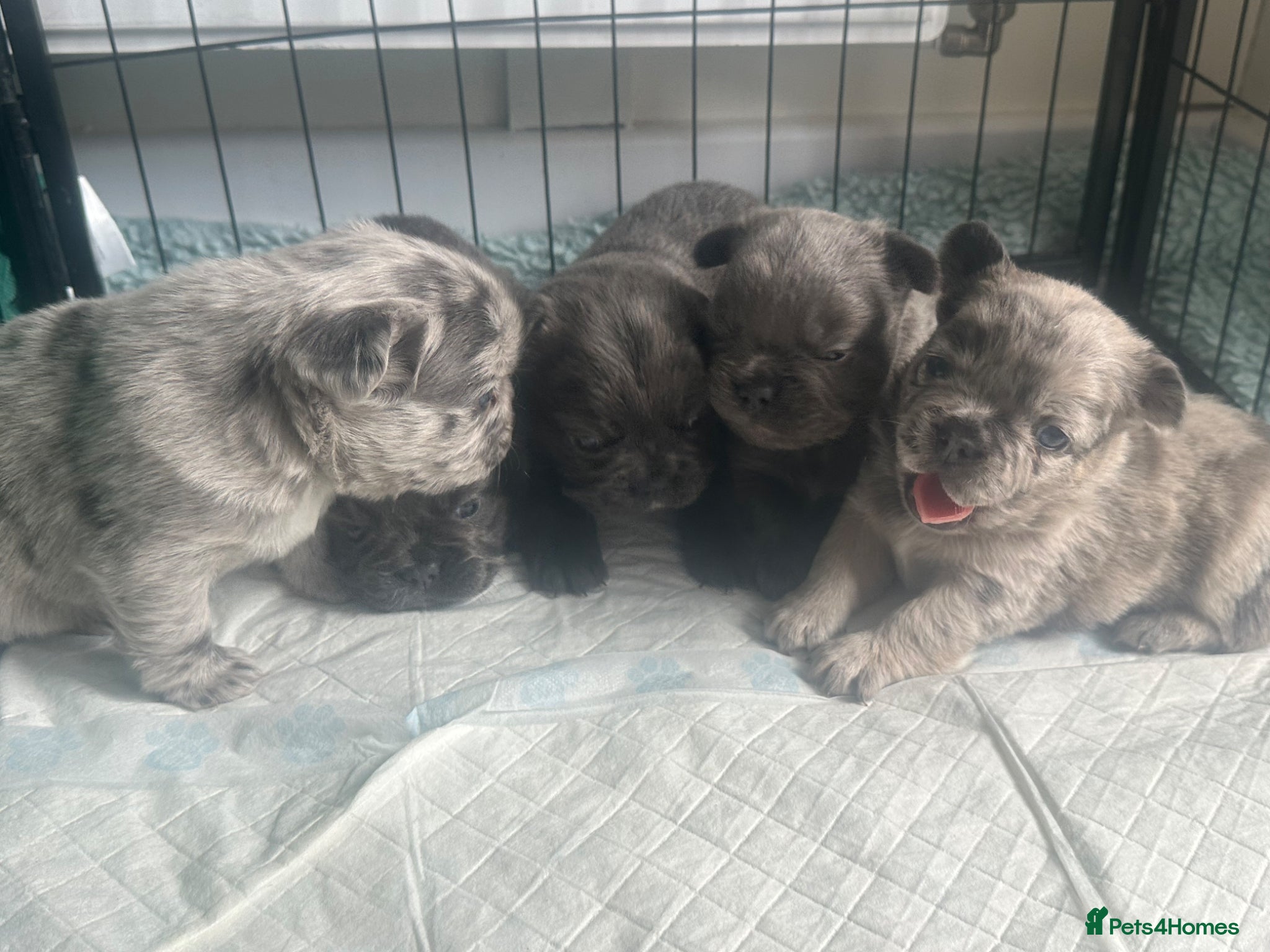French Bulldog dogs Dwkc registered fluffy frenchie 🫶🏽 - Advert 1