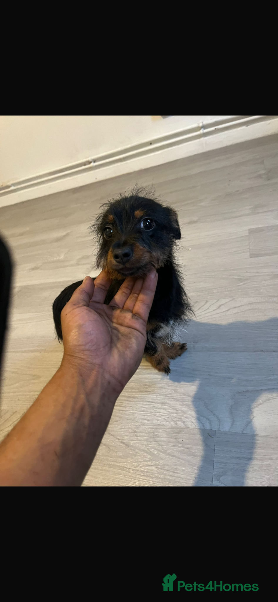 Jack Russell dogs Jack Russell terrier female puppy for sale - Advert 1