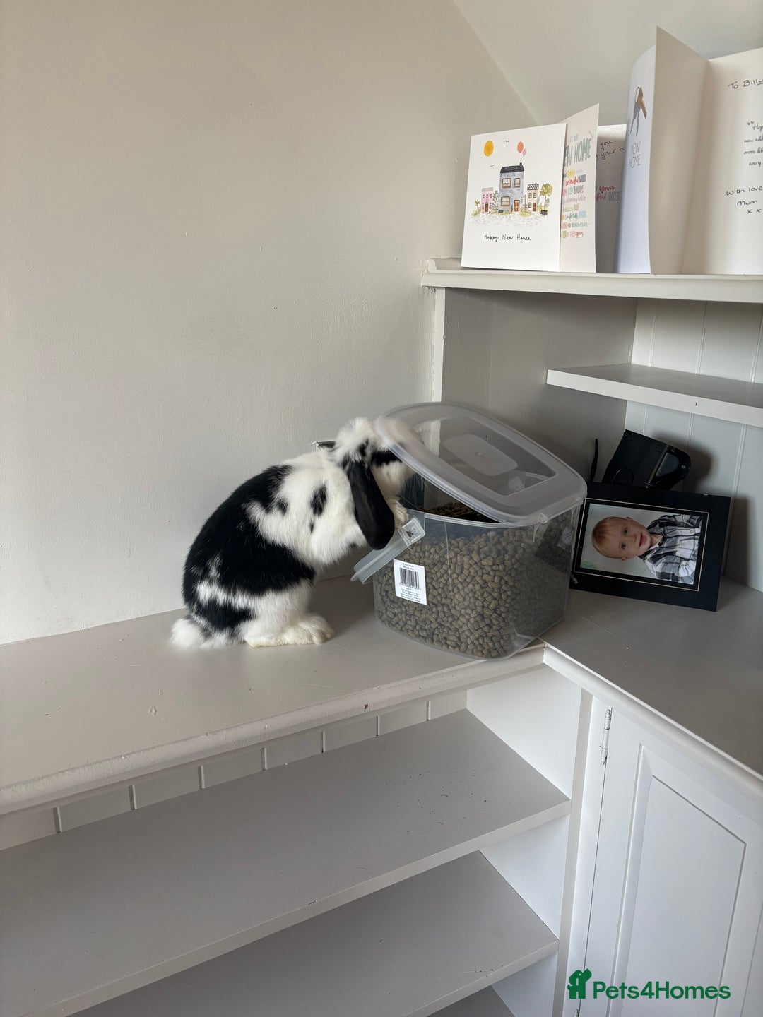 Mini Lop rabbits for sale: Male Mini Lop - 6 months old  - Image 5