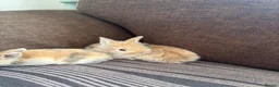 Mixed Breed rabbits for sale: 🐰✨ **Gorgeous Miniature Lionhead × Mini Lop ✨🐰 in Cardiff - Advert 4