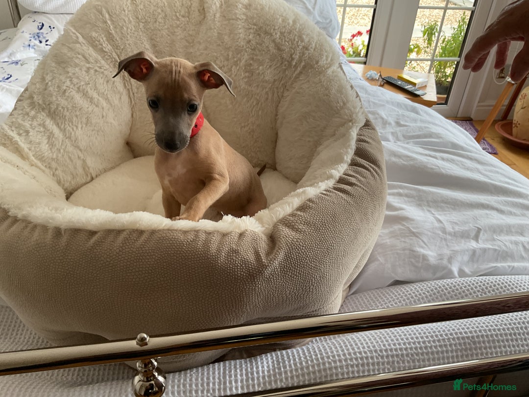 Italian Greyhound dogs for sale:  Beautiful Italian greyhound puppies  - Image 13