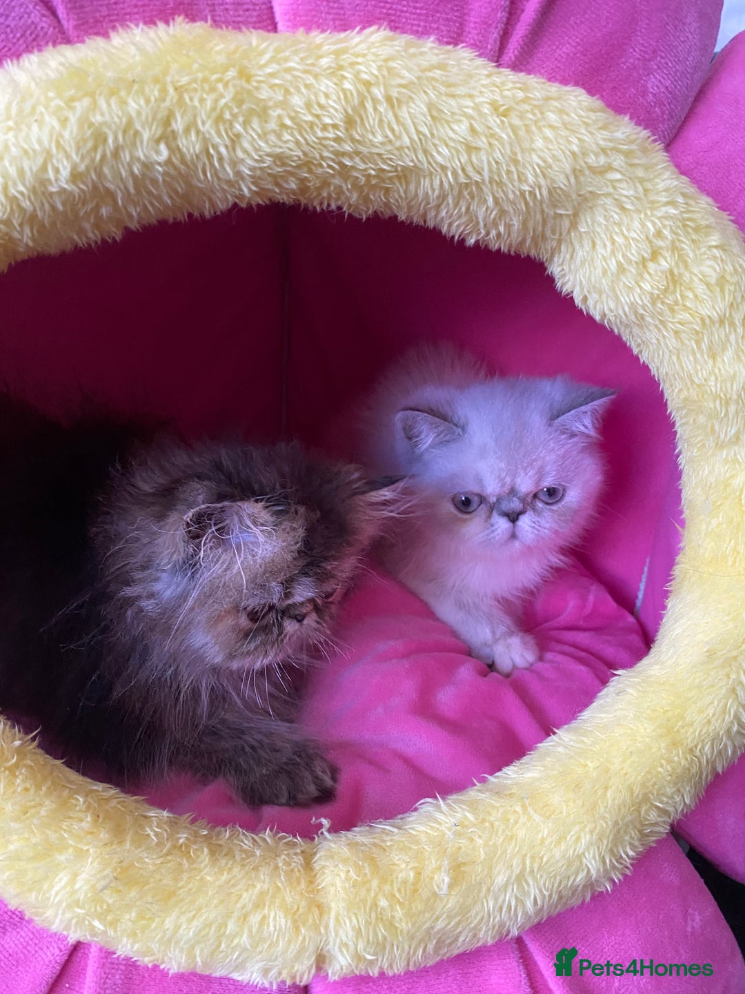 Persian cats for sale: READY NOW GCCF REG PKD FREE EXOTICS - Image 11