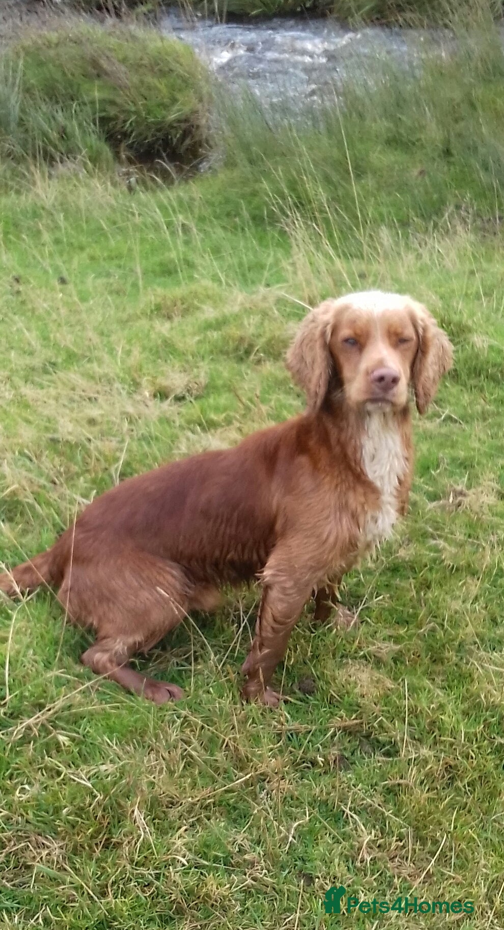 Cocker Spaniel dogs Working Cocker At Stud in Hexham - Advert 22