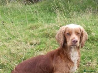 Cocker Spaniel dogs Working Cocker At Stud in Hexham - Advert 13