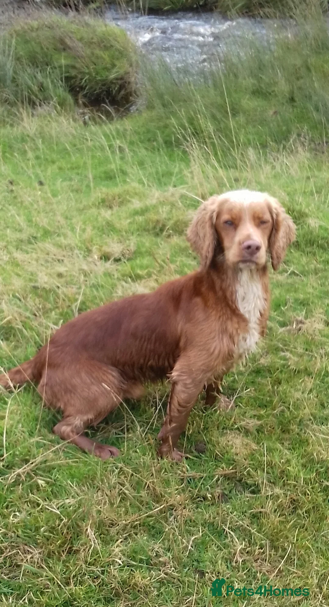 Cocker Spaniel dogs for stud: Working Cocker At Stud in Hexham - Advert 1
