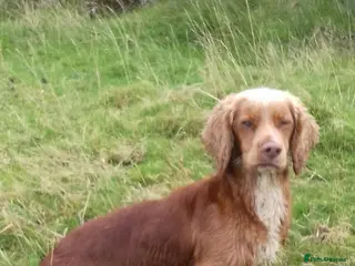 Cocker Spaniel dogs Working Cocker At Stud in Hexham - Advert 3