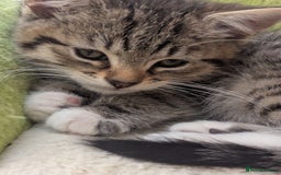 Mixed Breed cats for sale: Premium kittens for sale - Image 16