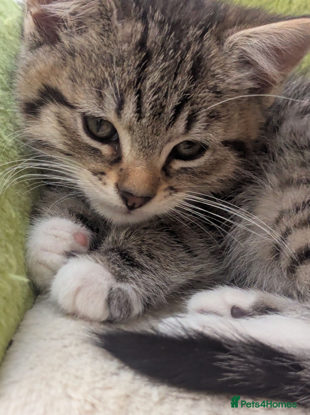 Mixed Breed cats for sale: Premium kittens for sale - Image 16