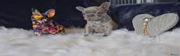 French Bulldog dogs for sale: 🐶💜 KC Registered French Bulldog Puppies - Advert 21