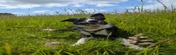 Mixed Breed dogs for sale: Peach ♥️🍑  9 month old Collie Kelpie Cross - Advert 16
