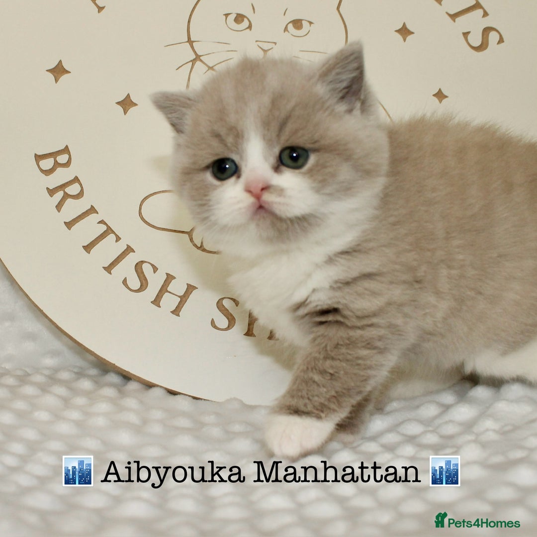 British Shorthair cats for sale: ✨ Gccf Champion Parents. Lilac bi colour male ✨ - Advert 18