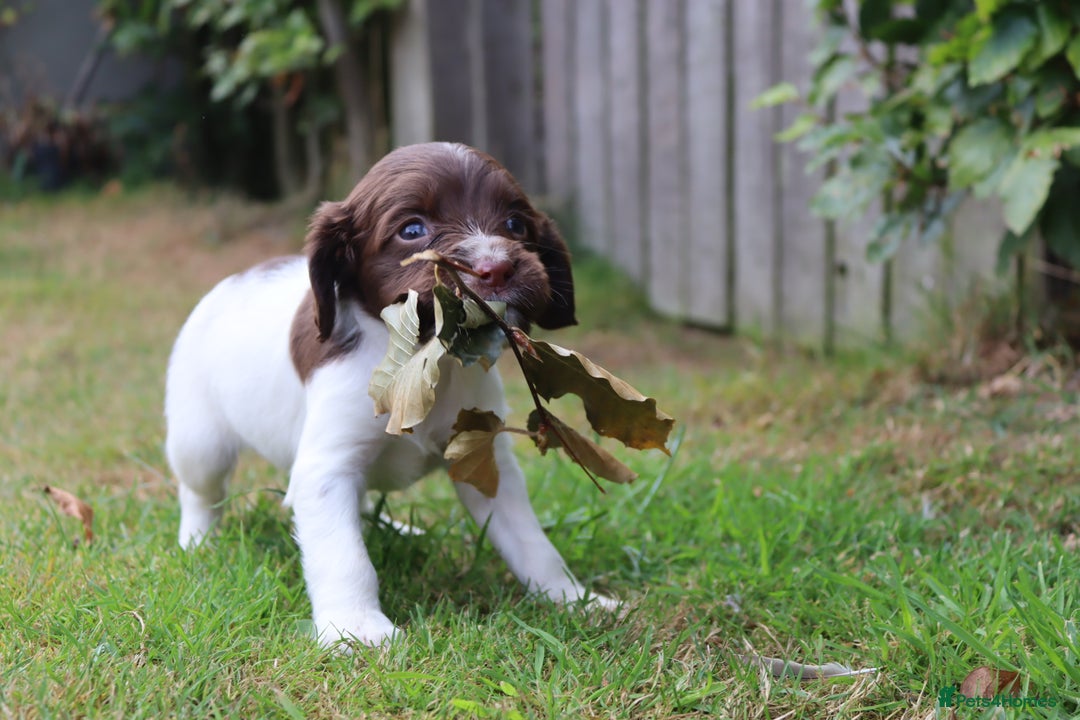 English Springer Spaniel dogs for sale: 2 Lovely Male Springer Spaniels - Image 22