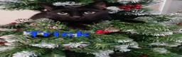 Mixed Breed cats for sale: Free to a good home - Advert 24