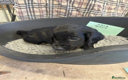 Cocker Spaniel dogs for sale: Two cocker spaniel litters for sale - Image 18
