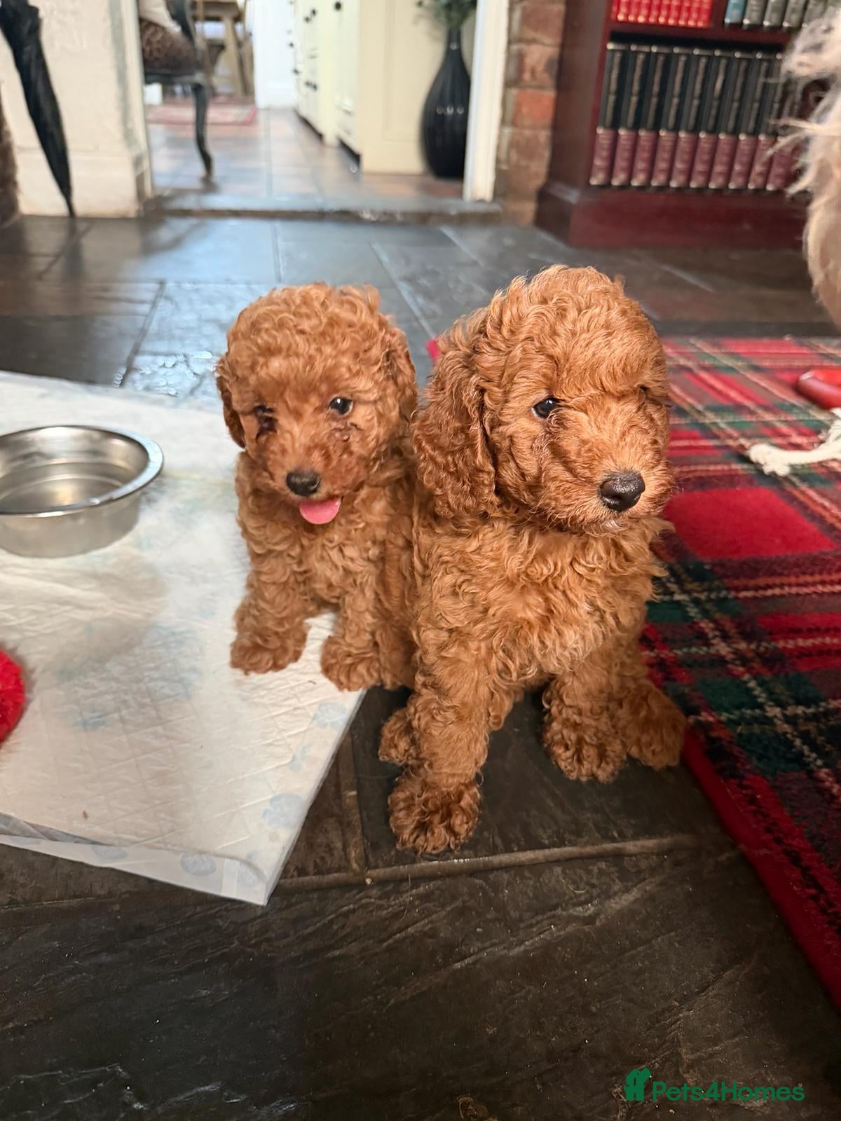 Miniature Poodle dogs 2 beautiful red  miniature poodle girls  - Advert 2