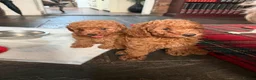 Miniature Poodle dogs for sale: 2 beautiful red  miniature poodle girls  - Advert 2