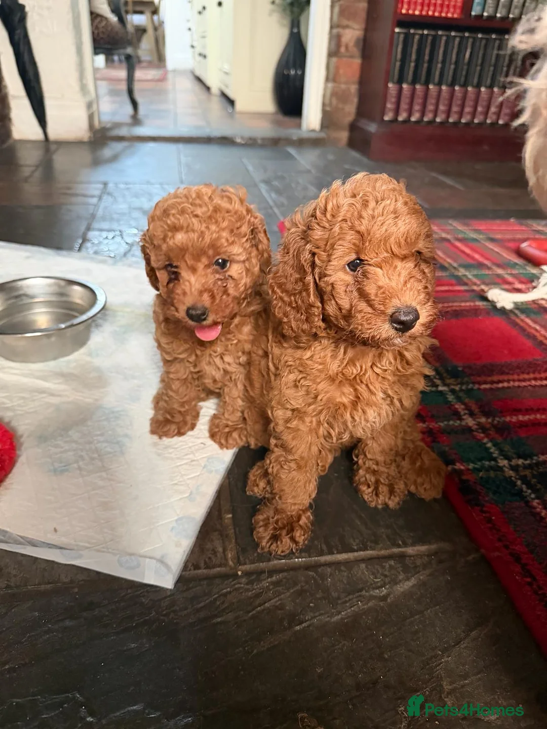 Miniature Poodle dogs for sale: 2 beautiful red  miniature poodle girls  - Advert 2
