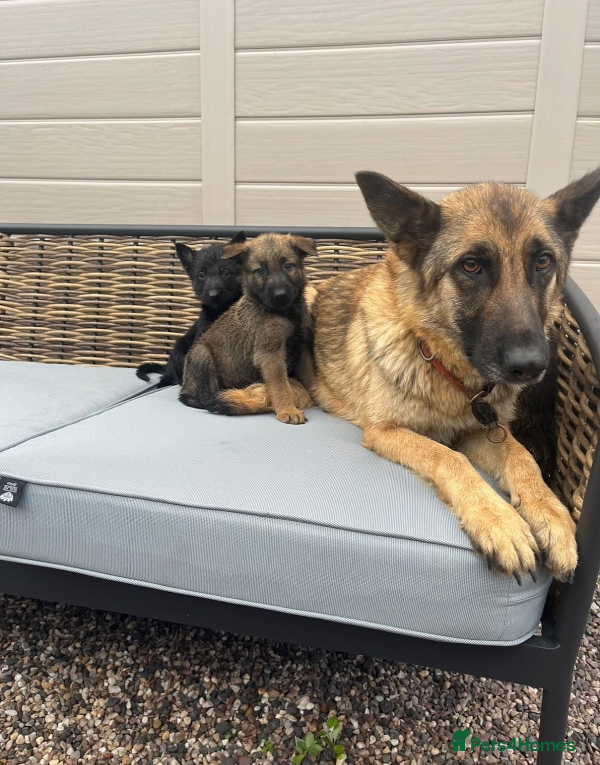 German Shepherd dogs for sale: Beautiful  German Shepherd puppies - Advert 5