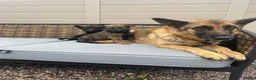 German Shepherd dogs for sale: Beautiful  German Shepherd puppies in Cradley Heath - Advert 1